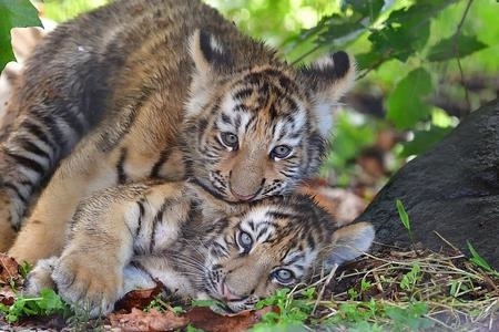 旭山動物園アムールトラ・ユキヒョウ命名
