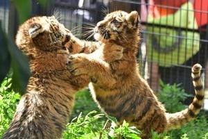 旭山動物園アムールトラ・ユキヒョウ命名