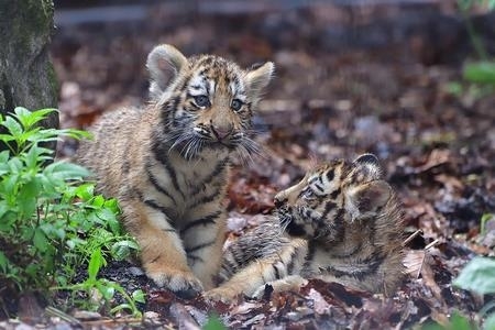 旭山動物園アムールトラ・ユキヒョウ命名