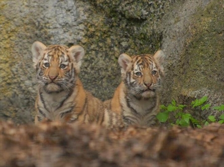 旭山動物園アムールトラ・ユキヒョウ命名