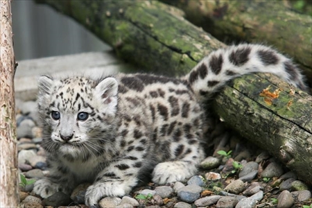 旭山動物園アムールトラ・ユキヒョウ命名