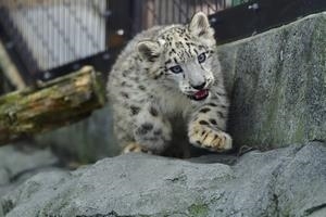 旭山動物園アムールトラ・ユキヒョウ命名