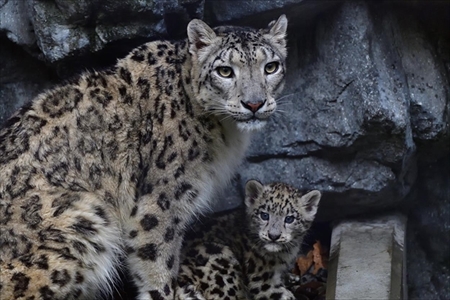 旭山動物園アムールトラ・ユキヒョウ命名
