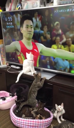 トランポリンねこ