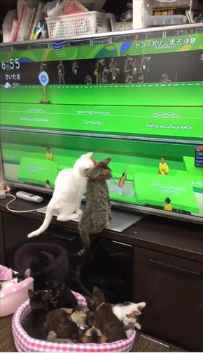 トランポリンねこ