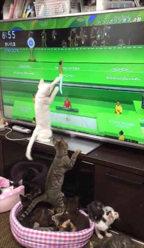 トランポリンねこ