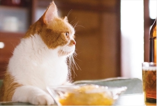 ふてニャン写真集　ふてやすみ