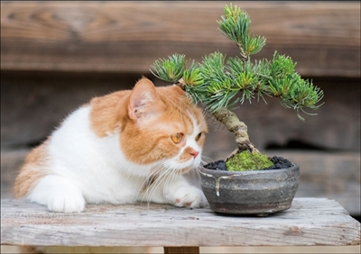 ふてニャン写真集　ふてやすみ