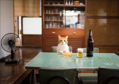 ふてニャン写真集　ふてやすみ