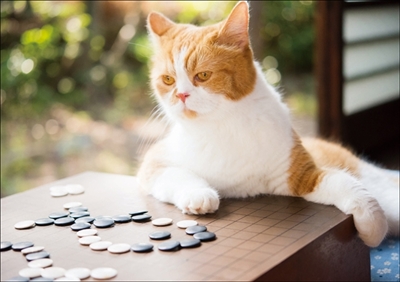 ふてニャン写真集　ふてやすみ