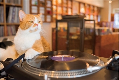 ふてニャン写真集　ふてやすみ