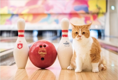 ふてニャン写真集　ふてやすみ