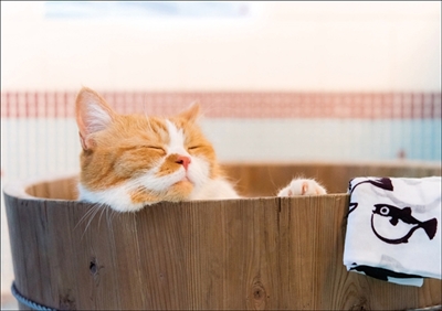 ふてニャン写真集　ふてやすみ