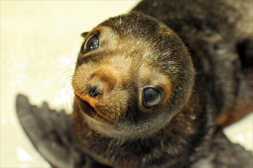 京都水族館・ミナミアメリカオットセイの赤ちゃん