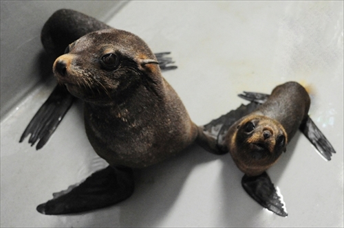京都水族館・ミナミアメリカオットセイの赤ちゃん