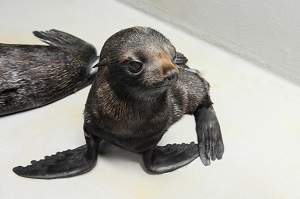 京都水族館・ミナミアメリカオットセイの赤ちゃん
