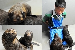 京都水族館・ミナミアメリカオットセイの赤ちゃん