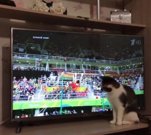 猫 体操 リオ五輪