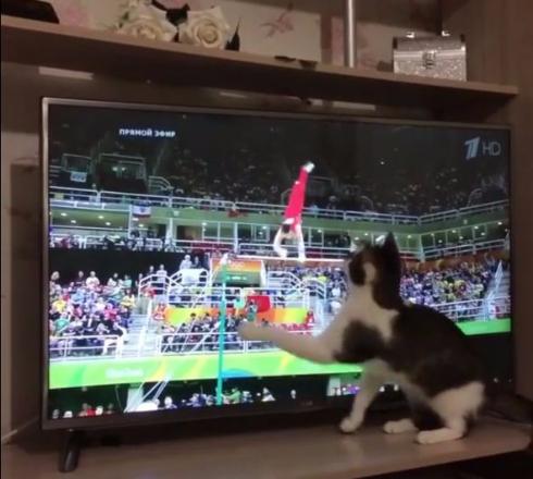 猫 体操 リオ五輪