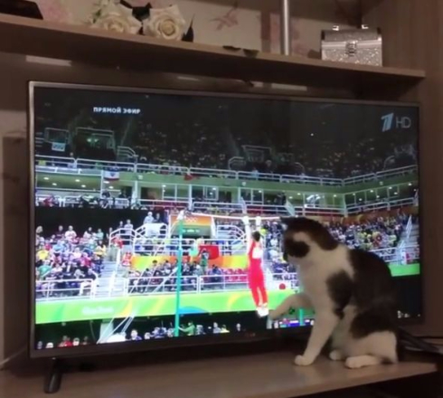 猫 体操 リオ五輪