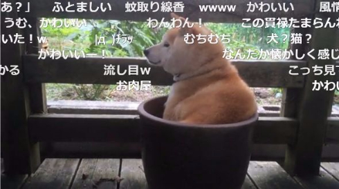 犬 鉢犬 蝉