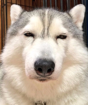 同じ犬 顔 違い ギャップ