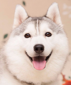 同じ犬 顔 違い ギャップ