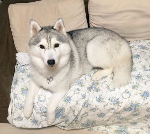 同じ犬 顔 違い ギャップ