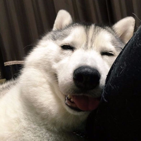 同じ犬 顔 違い ギャップ