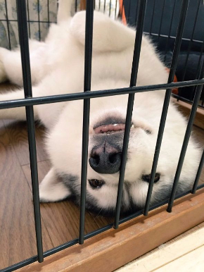 同じ犬 顔 違い ギャップ