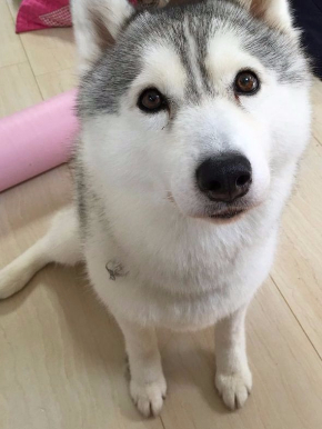 同じ犬 顔 違い ギャップ