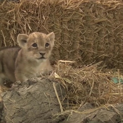 リマ、ライオンの赤ちゃん