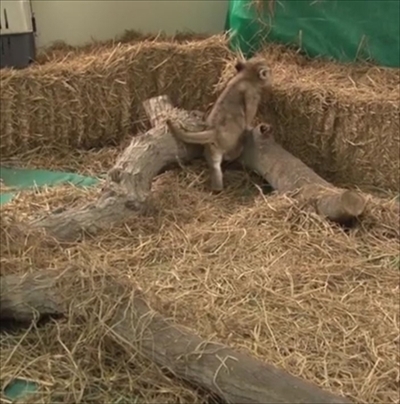 リマ、ライオンの赤ちゃん