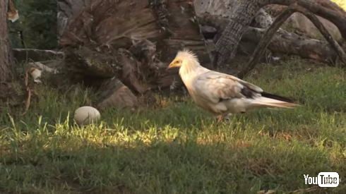 エジプトハゲワシ