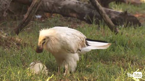 エジプトハゲワシ