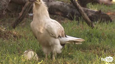 エジプトハゲワシ