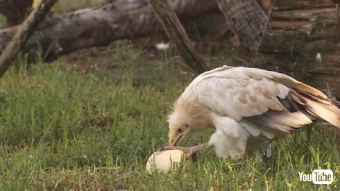 エジプトハゲワシ