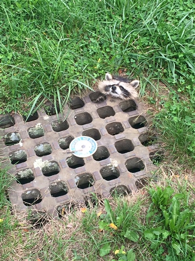 アライグマが雨水溝の鉄柵に挟まる