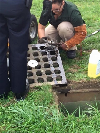 アライグマが雨水溝の鉄柵に挟まる