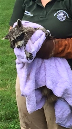 アライグマが雨水溝の鉄柵に挟まる