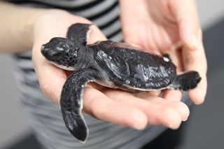 すみだ水族館「ウミガメ展」