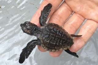 すみだ水族館「ウミガメ展」