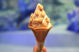 すみだ水族館「ウミガメ展」