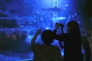 すみだ水族館「ウミガメ展」