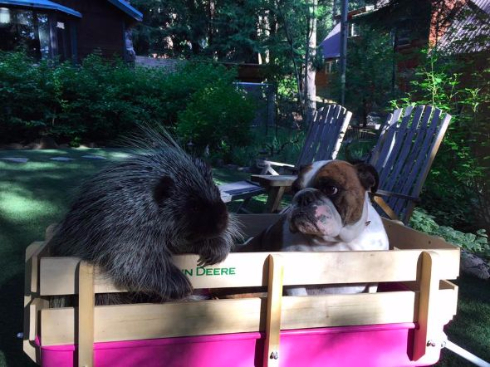 ヤマアラシと犬が仲良しに