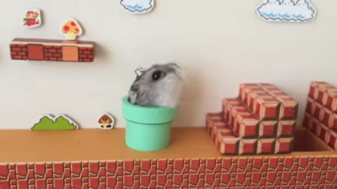 ハムマリオ