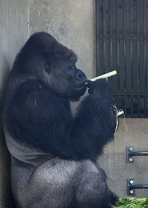 ネギシャバーニ