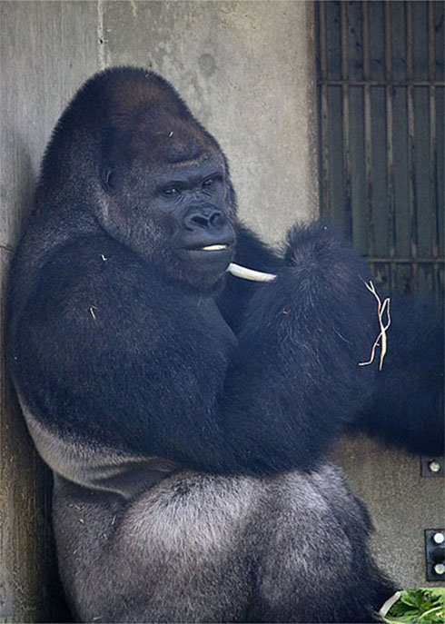 ネギシャバーニ