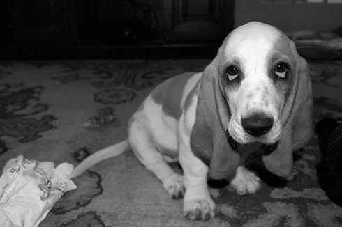 神山健治と押井守と猫