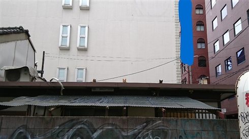 「この写真の中に猫がいます」